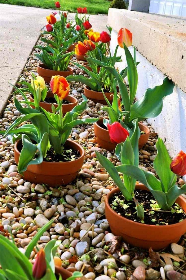 not the tulips but I like that the pots are planted. would make it easier to pull up and re-plant flowers