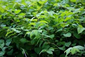 How To Kill And Get Rid Of Japanese Knotweed