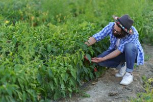 Culinary Horticulturist: A Guide to Cultivating Your Green Thumb and Your Palate